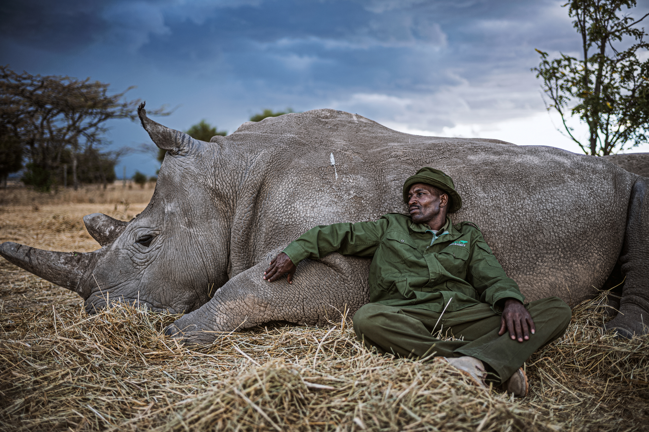 A wildlife ranger rests against a rhino beneath a stormy sky.