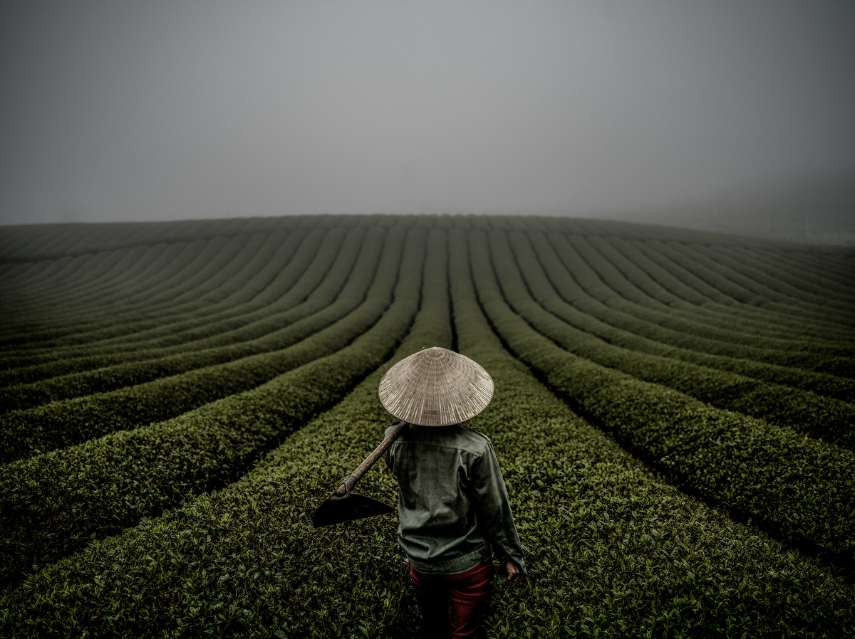 A farmer in a conical hat walks the rows of a green tea field in Vietnam.