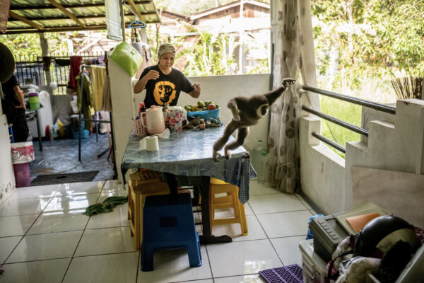 Bam prepares to take the infant baby gibbons to the sanctuary. The sanctuary land was donated to Bam and her foundation by an environmental activist.