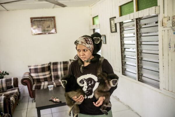 Bam makes her way to her van to drive the gibbons to a full day of jungle school where they will learn how to feed in the wild and swing and climb trees.