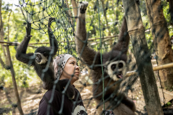 The hardest part of Bam’s awareness campaign is making people realize gibbons should not live in captivity and the importance of keeping them in the wild.