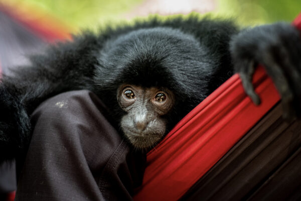 Tom, a 2 year-old gibbon rests in a hammock at the jungle school created by Bam and her team of volunteers.When Tom was an infant his mother was killed by car and she herself was also severely injured. Bam is teaching Tom how to live again in the wild.