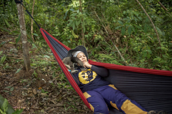 Bam, who acts as a surrogate mother to the infants gibbons, takes an afternoon nap after an active morning training.