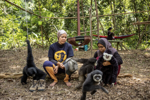 There are three species of gibbons, also called “small apes”, in Peninsular Malaysia: the white-handed gibbon, dark-handed or agile gibbon, and the siamang. One additional species, Müller’s Bornean gibbon, lives in East Malaysia.