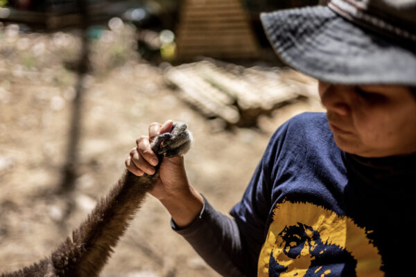 Gibbons are monogamous, something which only happens in 3% of mammals, and is very rare among primates.