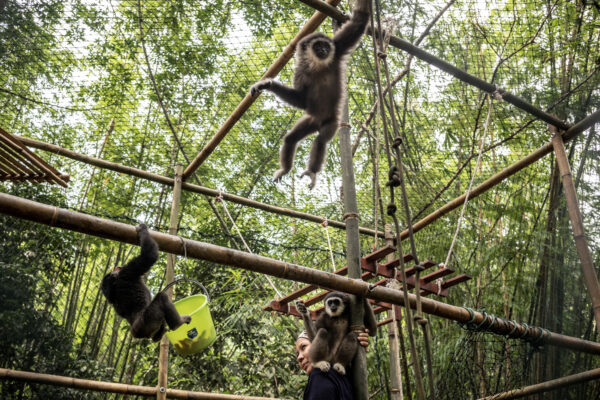 Gibbons are arboreal, meaning they spend most of their time up in the tree tops and rarely come down to the ground.
