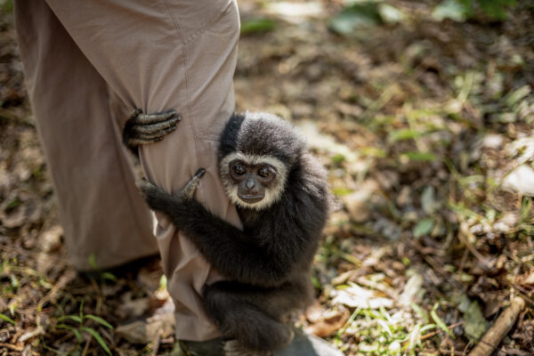 Gibbons not only include the most endangered apes but also the most endangered primate species of the world.