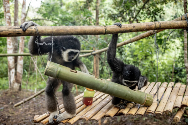 Bam and her team teach the young gibbons how to find food hidden in bamboo stalks.