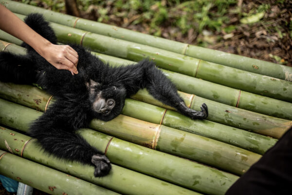 Tom receives a belly rub as she rests after swinging from the trees in the jungle all morning. Bam and her team must work closely with the infant gibbons and then slowly wean them off of human contact to prepare them to live in nature again.