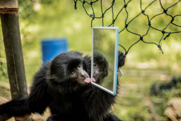 Tom plays with a mirror near her newly constructed home in the jungle.