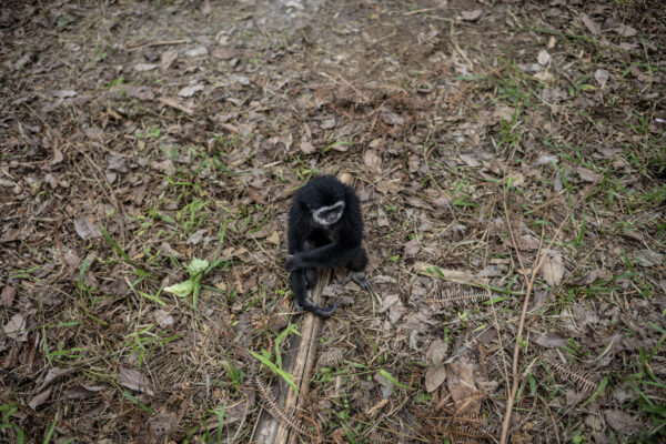 All gibbons produce elaborate and beautiful songs in the wild, but the illegal trade of wild gibbons as pets in Malaysia creates silent forests, bereft of these charismatic animals.