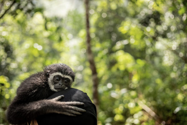 Gibbons are apes in the family Hylobatidae. The family historically contained one genus, but now is split into four genera and 18 species.