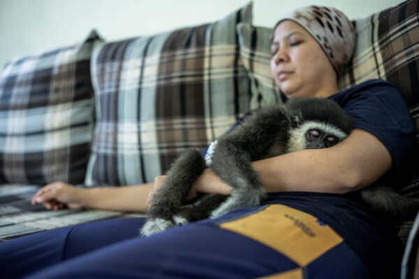 Bam takes a nap after long day working with the gibbons. The infants stay with her for a short period of time as she slowly teaches them them to be away from human contact and to live in nature.