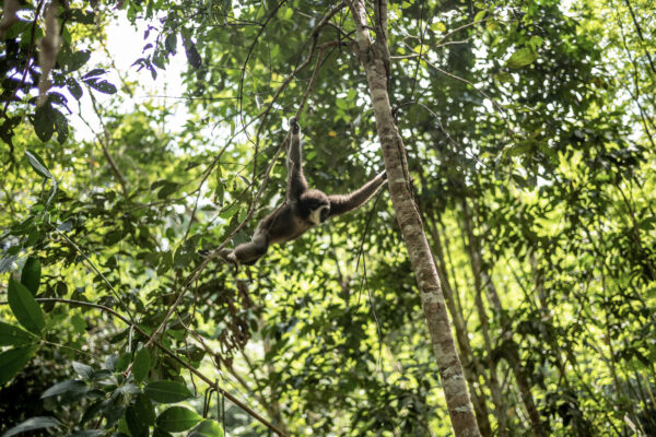 When asked about the most rewarding part of her work Bam says “seeing the gibbons climb high up in the trees and hearing them sing. “