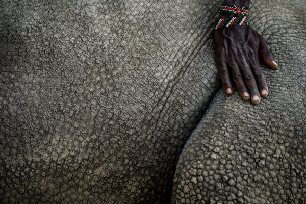 Ol Pejeta Image Copyright Justin Mott 2019

Fatu and Najin Images