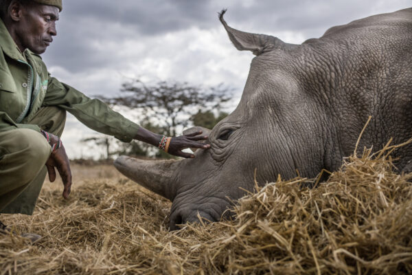Ol Pejeta Image Copyright Justin Mott 2019

Fatu and Najin Images