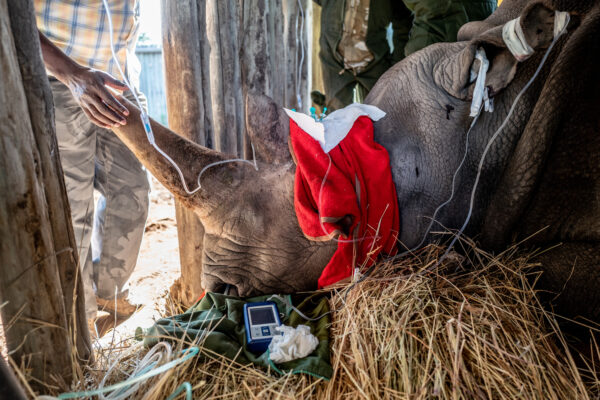 Najin, the elder of the two northern white rhinos, is looked after by one of the Kenya Wildlife Service Veterinary staff while undergoing anesthesia during the ovum pick up procedure on Ol Pejeta Conservancy in Kenya.