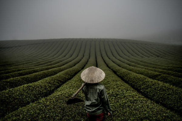 A tea farmer poses in a rolling field before work in Moc Chau, Vietnam.