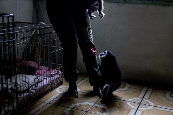As she crusades to save gibbons throughout Malaysia from the harsh conditions of the illegal pet trade, she has had her life threatened several times.