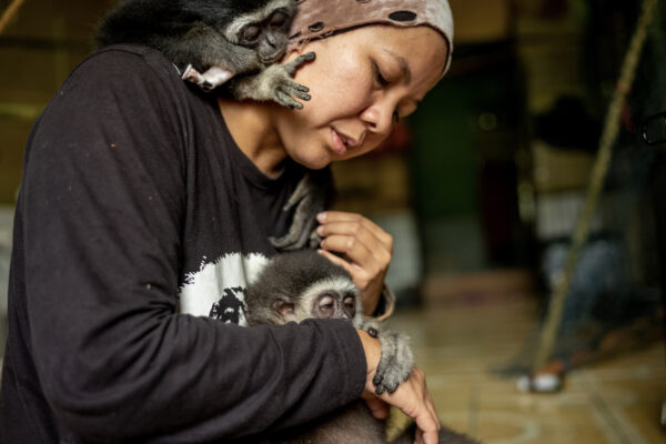Bam raises the orphaned gibbons in her home because she says “Infant gibbons need to feel the support and security of a close relationship in order to gain confidence as they grow up.”