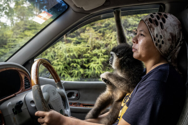 Bam drives the gibbons a short distance down a dirt road towards the jungle playground she and her team of volunteers built.