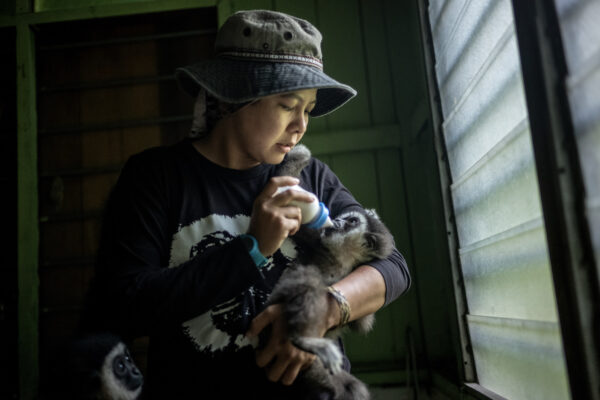 Bam hand feeds an infant gibbon milk from a bottle at her home.