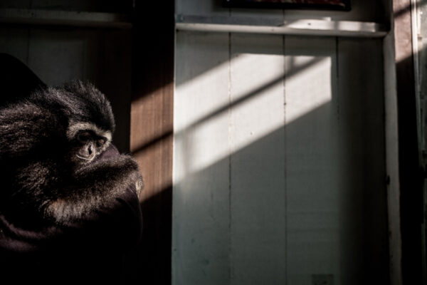 Bam is working tirelessly with the government of Malaysia to try to gain permission to build the first ever gibbon rehabilitation center in Malaysia. The GPSM operates off of Bam’s own money and private donations. If you’d like to contribute please visit https://www.facebook.com/gibbonprotectionsociety/