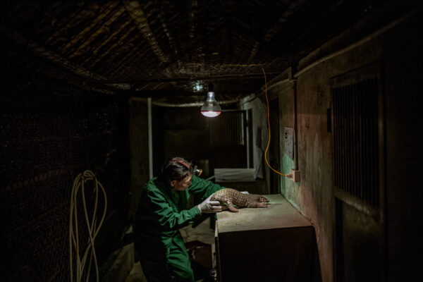 Dinh Van Tham, 61 years-old,  checks the health of a quarantined pangolin in the late hours of the evening.