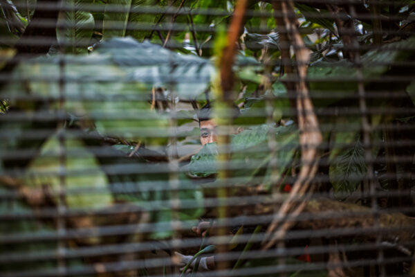 Both species are considered critically endangered by The International Union for Conservation of Nature (IUCN) due to the substantial amount of illegal trade in pangolin products over the last two decades. Although population figures are difficult to quantify it is believed that these species have had a decline of 80-90% in the last three decades.