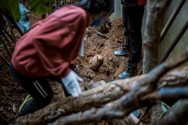 M 1494 was found dead underneath the ground from unknown causes, she was approximately 5 years-old cutting their captive Chinese pangolin population from 8 to 7.