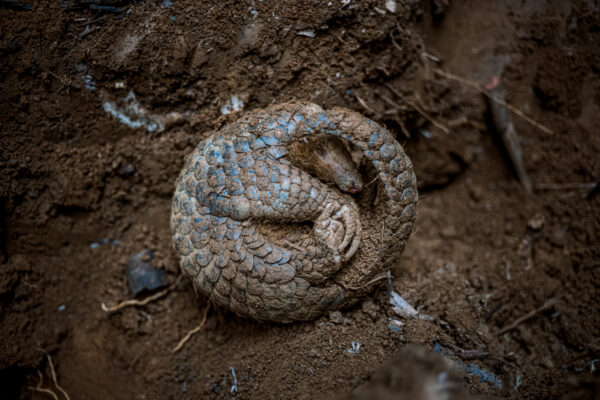Pangolins are primarily hunted for their use in the bushmeat trade and for traditional medicine purposes. In traditional medicine, pangolin scales is used to be considered as being able to treat skin conditions, low blood pressure, or failure to stimulate milk secretion in lactating women and cancer. Pangolin meat is generally consumed as a sign of affluence with the price per kilogram extremely high.