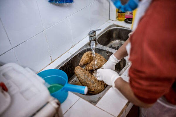 Pangolins are extremely fragile mammals and they often die in captivity of unknown causes.