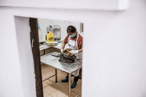 SVW veterinarian, Le Thi Hoai, 25, performs an autopsy on a recently deceased pangolin. In the past month an alarming 3 pangolins have died from unknown causes so the head veterinarian collects a sample to be sent to a lab in Australia for analysis.