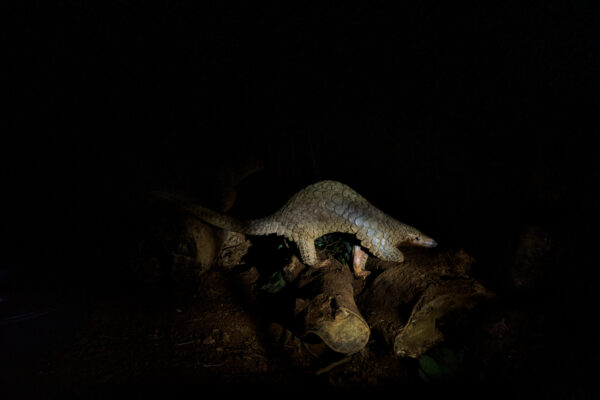 The average lifespan of pangolin is unknown and their average size ranges from 45 inches to 4.5 feet long and can weigh anywhere between 4 and 72 pounds.