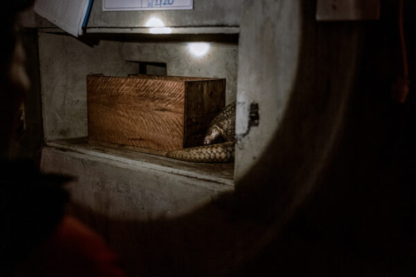Pangolins are solitary, shy and temperamental, and prone to dying during captivity for reasons unknown.