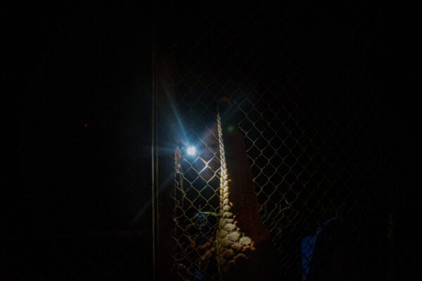 In the evenings the keepers check to see if the pangolins are eating, track their movements, and check on their overall behavior to make sure they are on in good health.