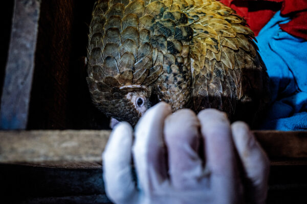 A sick quarantined pangolin is taken out for a medical check-up.