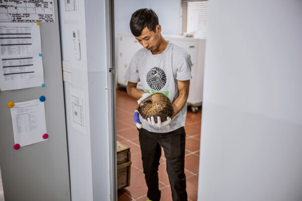 Head pangolin keeper Tran Van Truong, 27, carries an injured pangolin to the veterinarian 
to have his bandage changed. 

The pangolin had to have a portion of his tail amputated due to injuries suffered while being transported in the illegal wildlife trade.