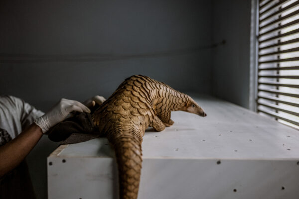A quarantined pangolin is returned to her holding area after a health check up.