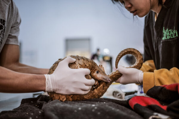A sick pangolin receives fluids and has a medical check-up.