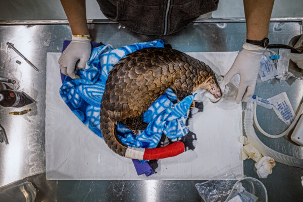 Head veterinarian Thuy Hoang, 29, puts an injured pangolin under anesthesia while she operates on his injured tail.