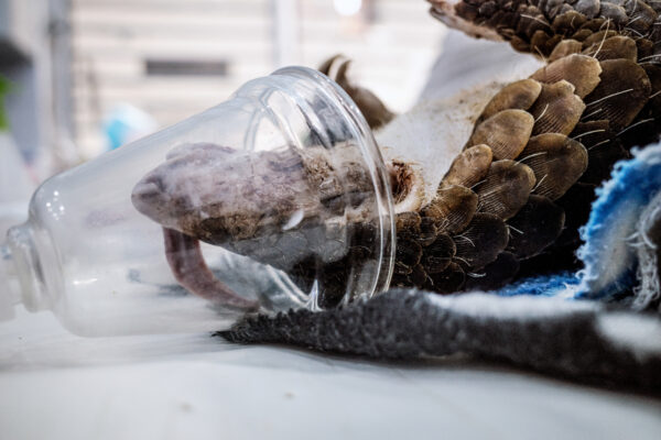 An injured pangolin receives anesthesia during surgery at SVW veterinarian hospital.