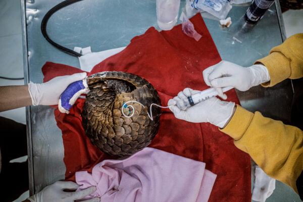SVW works with the government’s confiscation authorities, providing practical training in best practices and to give emergency care to the rescued wildlife they receive.