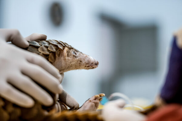 The word Pangolin comes from ‘penggulung,’ the Malay word for roller – the action a pangolin takes in self-defense. If touched or grabbed it will roll up completely into a ball, while the sharp scales on the tail can be used to lash out.