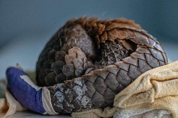 A startled pangolin will cover its head with its front legs turning itself into a small ball of armor making it hard to penetrate to potential predators.