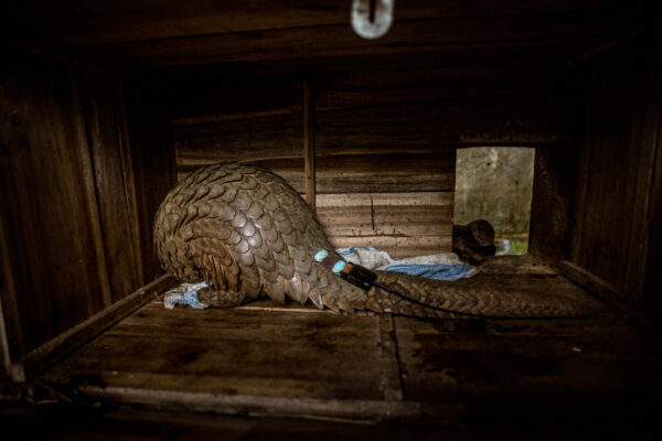 A radio transmitter is attached to a rescued pangolin who will soon be released into a national park and have its movements tracked.