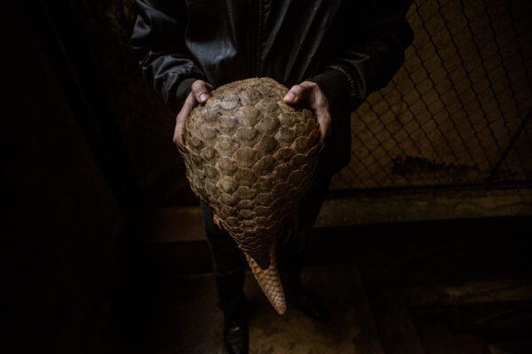 Eight species of pangolins are found on two continents. They range from Vulnerable to Critically Endangered.