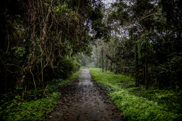 A small road leading to SVW office in Cuc Phuong national park Ninh Binh, Vietnam.
In addition to pangolins, SVW also works with civets, river otters, and binturong(bearcats).