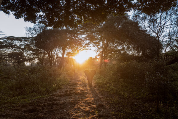 Shedrick Trust_Justin Mott_Kindred Guardians_001