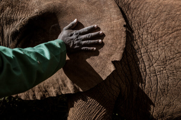 Shedrick Trust_Justin Mott_Kindred Guardians_003